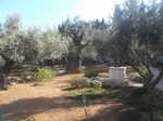 The Garden of Gethsemane