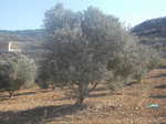 An olive tree