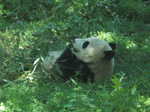 A panda at the Beijing Zoo