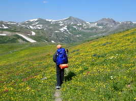 Field full of colorful flowers