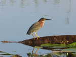 Bird in Caño Negro