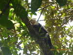 Capuchin monkey