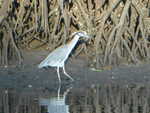 A heron