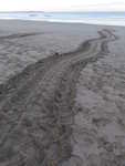 Leatherback turtle tracks