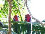 Scarlet macaws