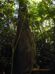 Tree covered in vines