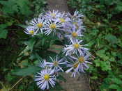 Flowers along the trail