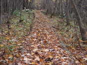 A leaf covered boardwalk