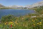 Wildflowers along Lee Lake