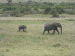 Elephant and baby