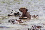 A hippo yawning