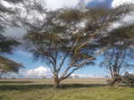 Acacia Tree