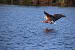 Eagle going after a fish