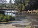 Hippos hanging out in the river