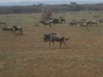 Wildebeests