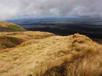 Tussock grass on the slopes of Mt. Taranaki