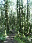 The forest of moss covered trees