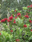 Flowers blooming on the island