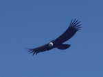 A condor flying near the rim of Volcán Puyehue